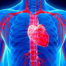 Cardiovascular System